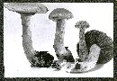 Cortinarius lucorum image