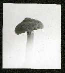 Cortinarius distans image