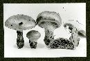 Cortinarius olivaceus image