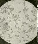 Ripartites tricholoma image