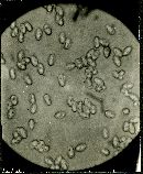 Lyophyllum semitale image