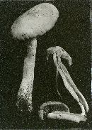 Entoloma grayanum image