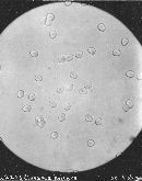 Clavulinopsis laeticolor image