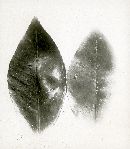 Nectria coccophila image