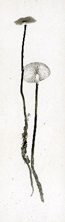 Marasmius elongatipes image