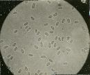 Bjerkandera fumosa image