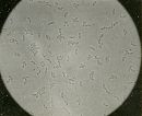 Merulius tremellosus image