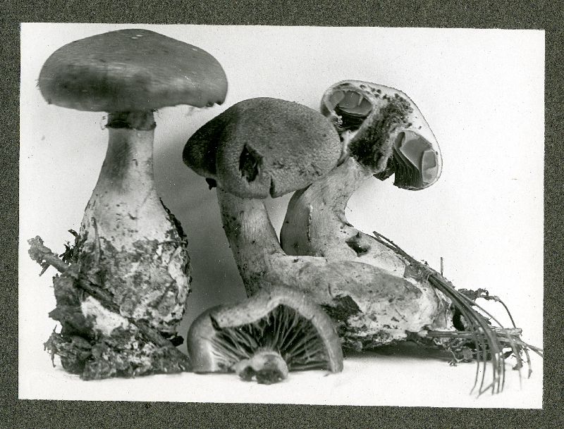 Cortinarius croceicolor image