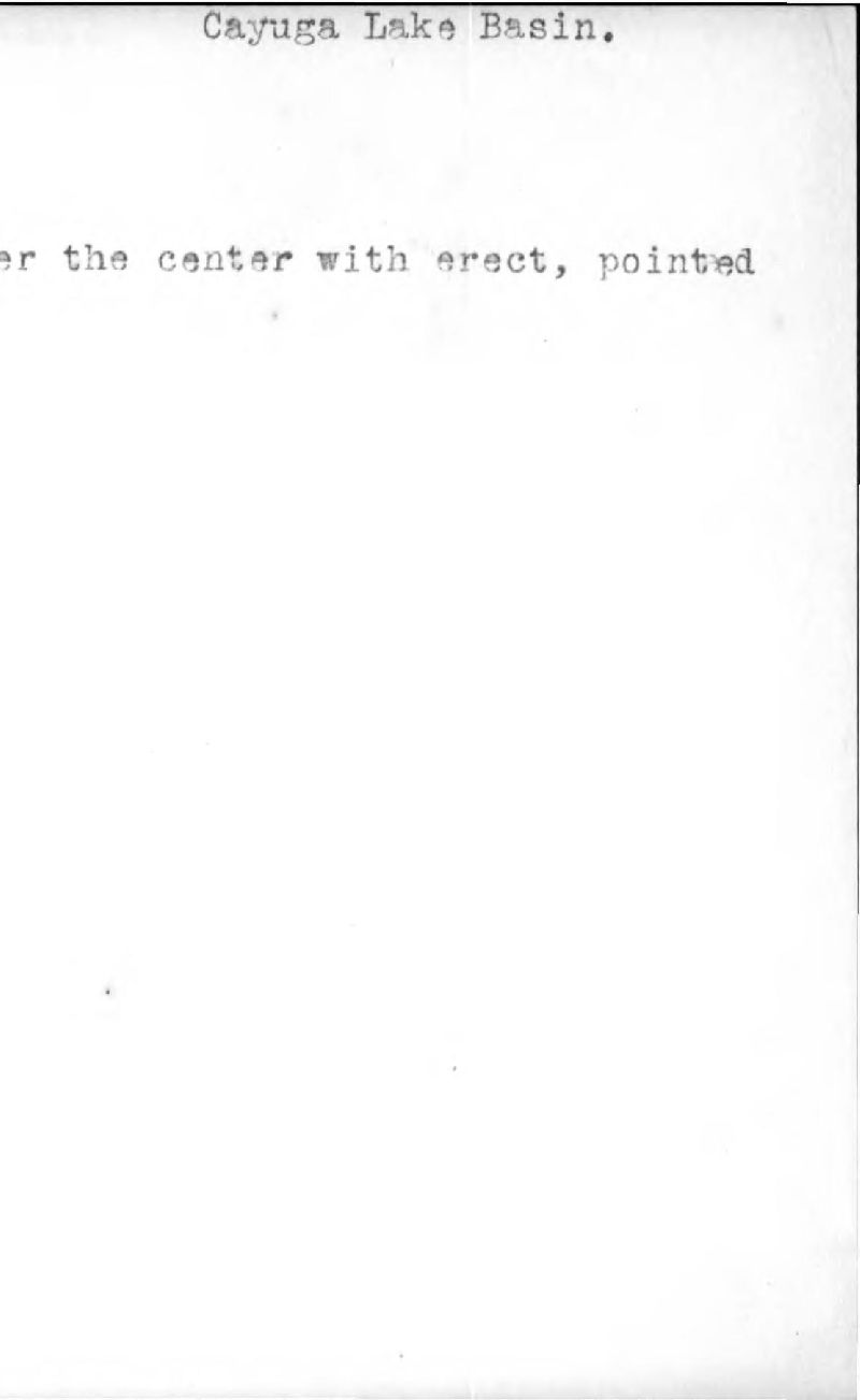 Cortinarius croceicolor image
