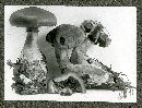 Cortinarius croceicolor image