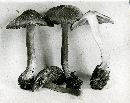 Inocybe cookei image