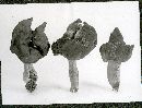 Helvella infula image