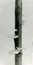Poronidulus conchifer image