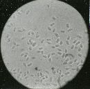 Onnia circinata image