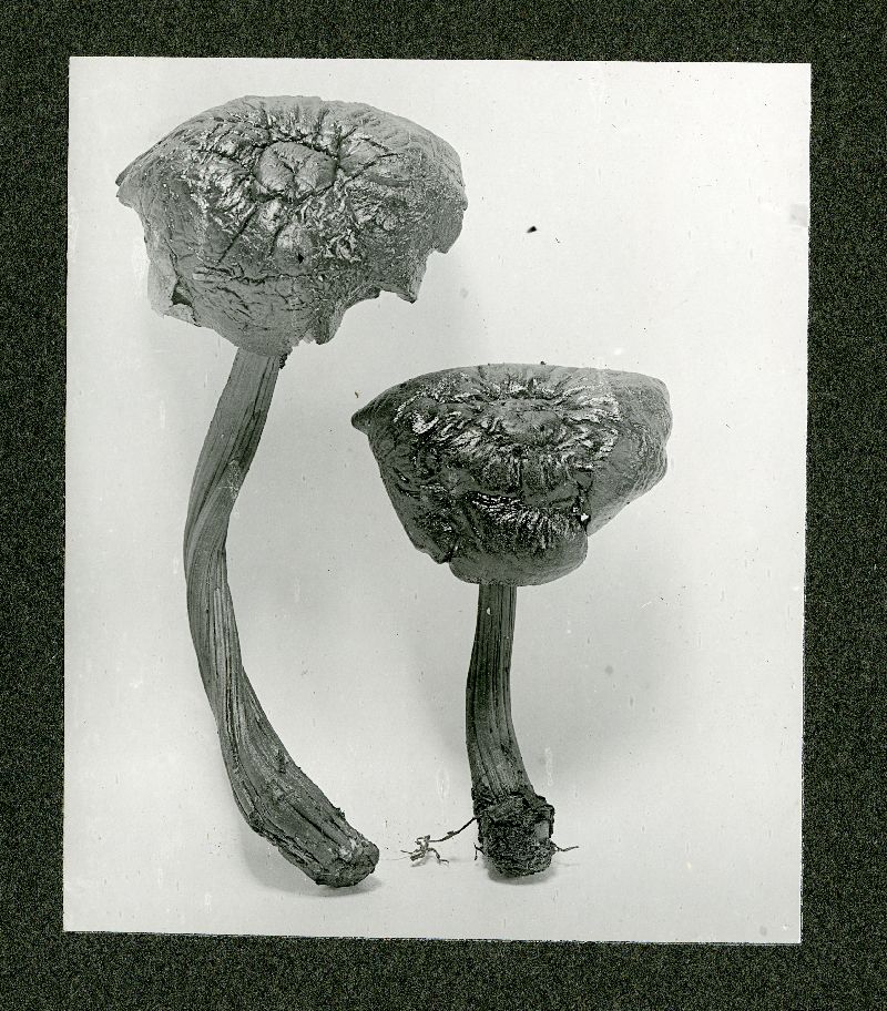 Collybia subdryophila image