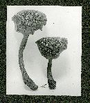 Collybia subdryophila image