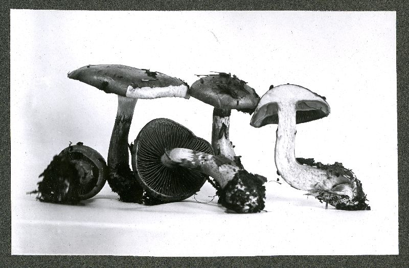 Dasyscyphus luteolus image