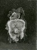 Kretzschmaria deusta image