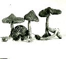 Inocybe obscura image