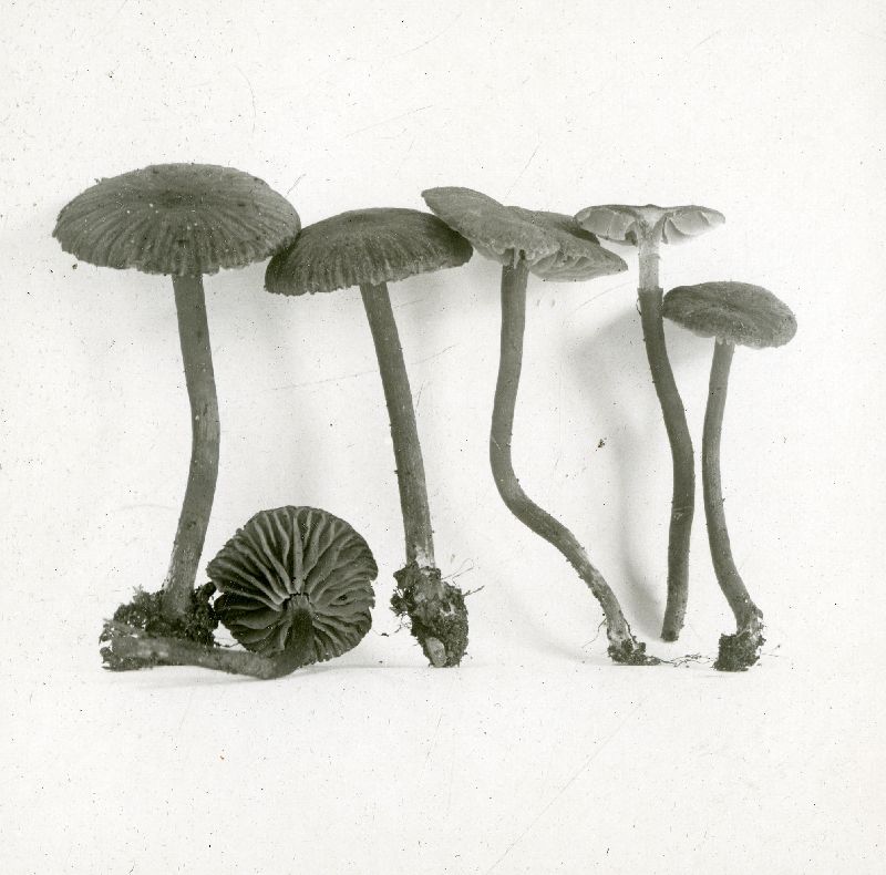 Leptonia hypoporphyra image