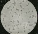 Tricholoma terreum image