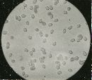 Tricholoma terreum image