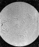 Clavaria ardeniae image