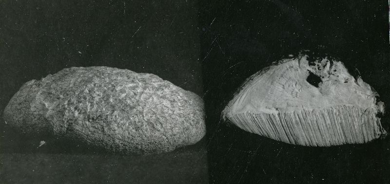 Sarcodontia spumea image