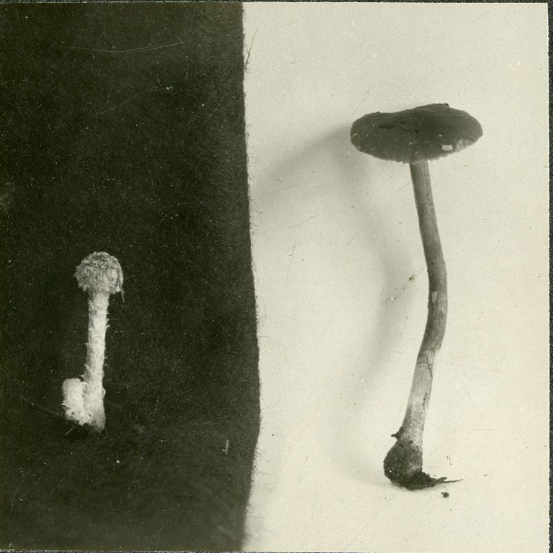 Hypholoma hololanigerum image