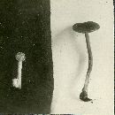 Hypholoma hololanigerum image