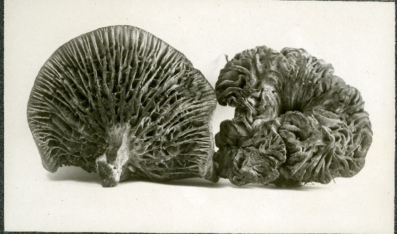 Flammula fusus image