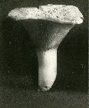 Russula delica image