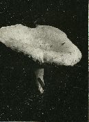 Lactarius cilicioides image