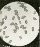 Leratiomyces squamosus var. squamosus image
