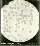 Tricholoma cartilagineum image