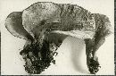 Gyrocephalus rufus image