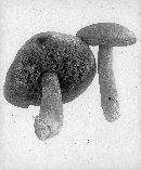 Suillus luteus image