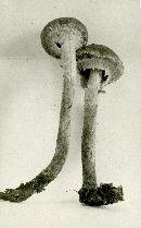 Leratiomyces squamosus image