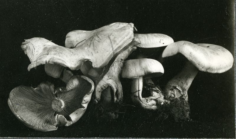 Lepista panaeolus image