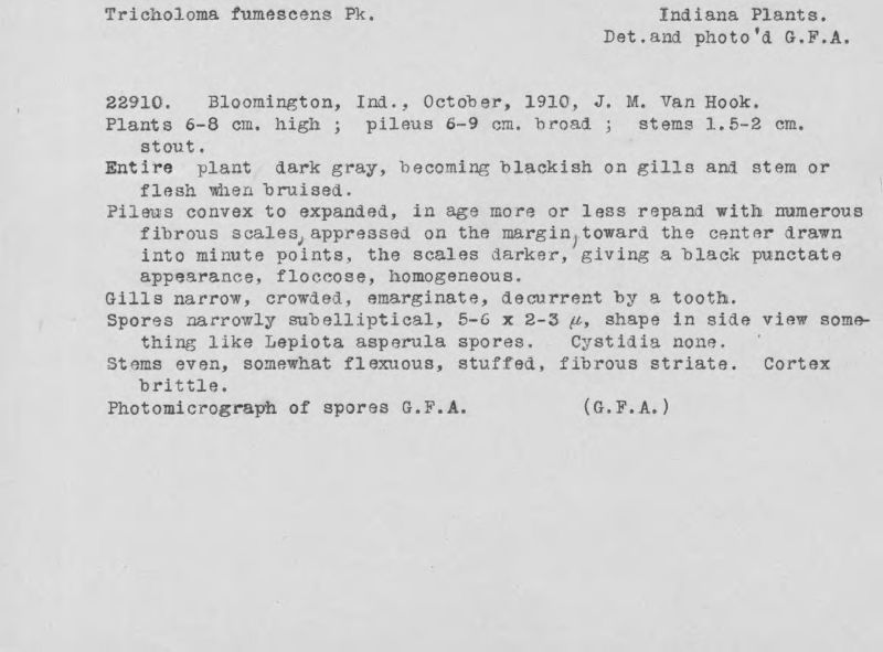 Tricholoma fumescens image