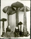 Entoloma turbidum image