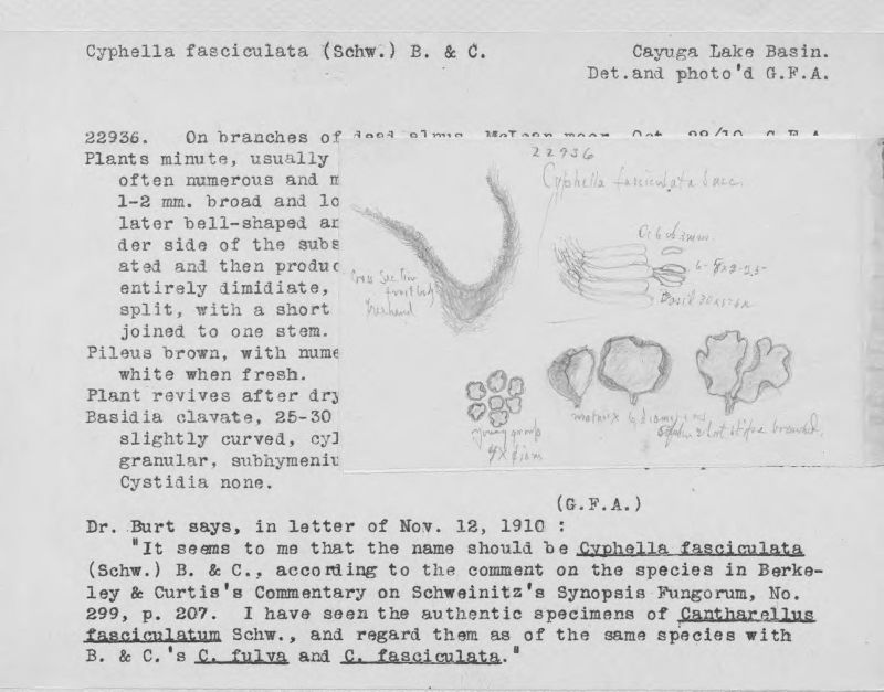Cyphella fasciculata image