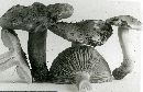 Tricholoma sulphureum image