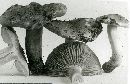 Tricholoma sulphureum image