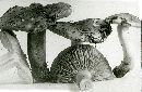 Tricholoma sulphureum image