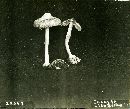 Inocybe albodisca image