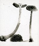 Mycena pelianthina image