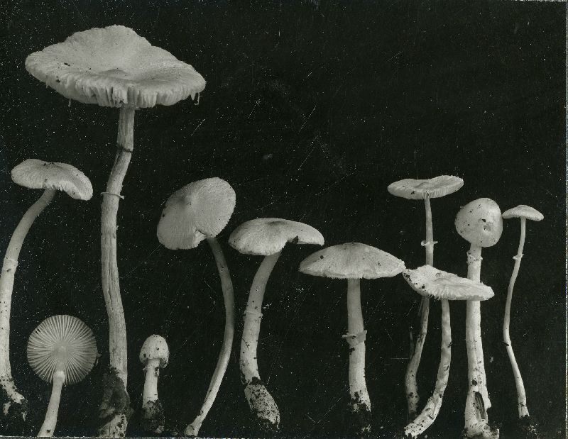 Lepiota parvannulata image