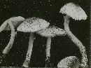 Lepiota rubrotincta image