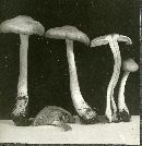 Entoloma clypeatum image